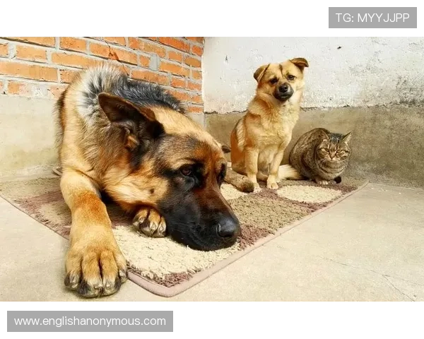 张琳芃家的狗都吃进口粮，他本人却顿顿水煮鸡胸肉